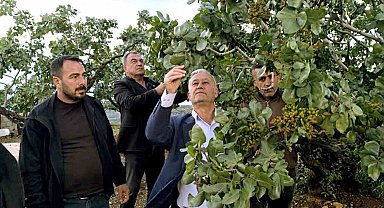 Altun, dolu yağışlarının ardından fıstık bahçelerini gezdi