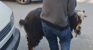 Amasya'da kurbanlık keçi kaçtı, vatandaşlar kovaladı