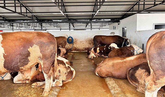 Ankara'da hayvan pazarlarında kurbanlıklar alıcılarını bekliyor