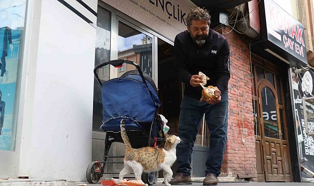 Anne kedinin ölen yavrusunun yaşaması için verdiği çaba duygulandırdı