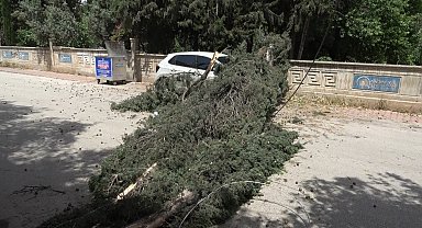 Antalya'da mezarlıktaki ağaç devrildi, park halindeki araç zarar gördü