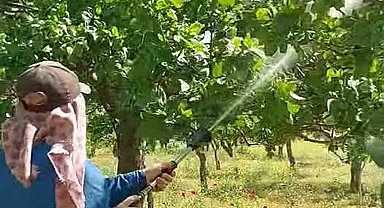 Araban'da Antepfıstığı üreticileri hastalıklar ve zararlılarla mücadele başlattı