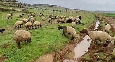 Araban'da kurbanlıklar satışa hazır