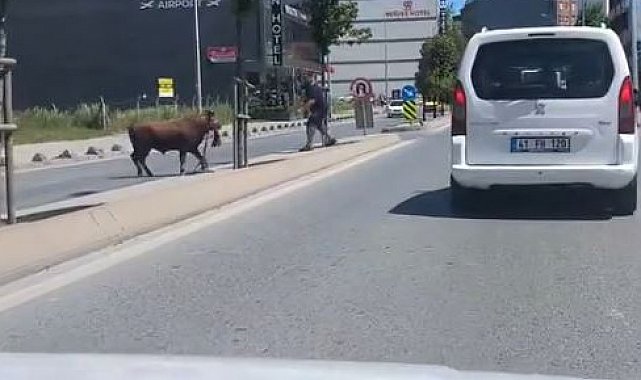 Arnavutköy'de kaçan kurbanlığın ortalığı birbirine kattığı anlar kamerada