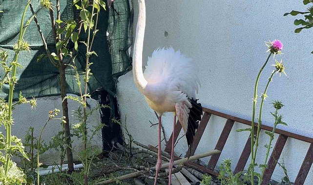 Arnavutköy'de ormanlık alanda kanadı kırık flamingo bulundu