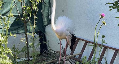 Arnavutköy'de ormanlık alanda kanadı kırık flamingo bulundu