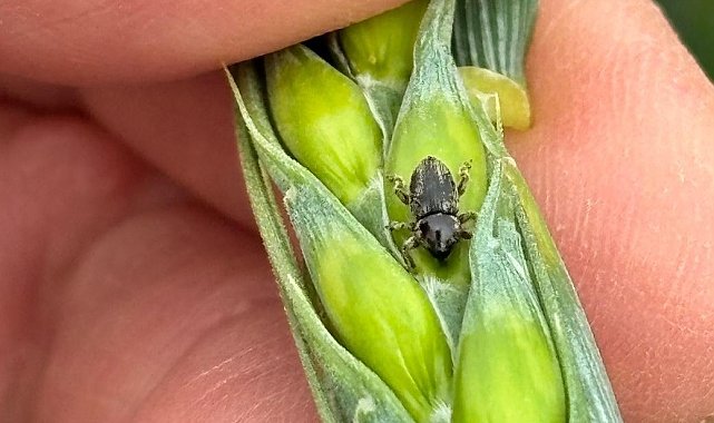 Arpa sarı cücelik virüsü ve hububat hortumlu böceğiyle mücadele çalışmaları