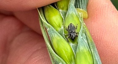 Arpa sarı cücelik virüsü ve hububat hortumlu böceğiyle mücadele çalışmaları