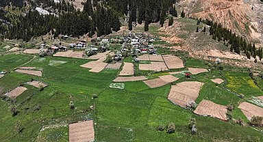 Artvin'de 1400 rakımda imece usulü doğal tarım