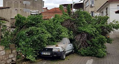 Asırlık ağaç park halindeki aracın üzerine devrildi