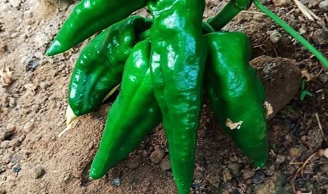 Ata tohumu Emcelli Biberi kilosu 400 TL'den satılıyor