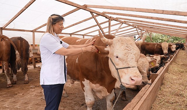 Ataşehir Belediyesi'nden vatandaşlara kurbanlık seçiminde önemli uyarılar
