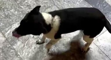 Atların yanında büyüyen köpek, yürüyüşüyle ilgi odağı oldu