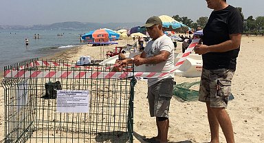 Aydın kıyıları deniz kaplumbağaları için yeni yuvalama merkezi oldu