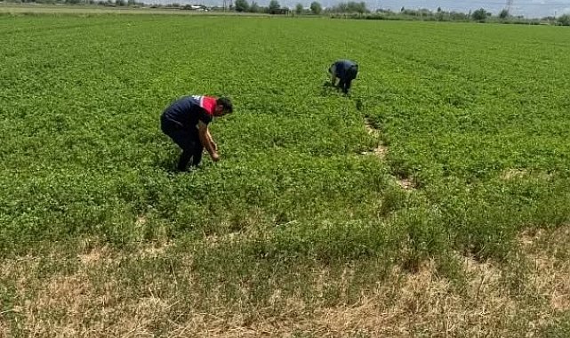 Aydın'da kuraklıkla mücadele çalışmaları sürüyor