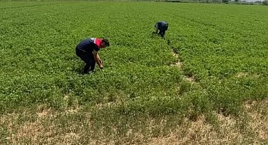 Aydın'da kuraklıkla mücadele çalışmaları sürüyor