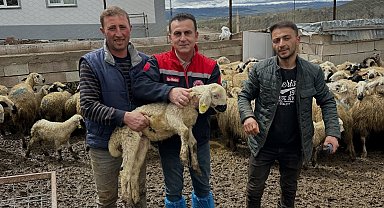 Aydıntepe'de küçükbaş hayvan tespitleri sürüyor