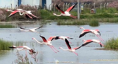Ayvalık'ın pembe kanatlı misafirleri