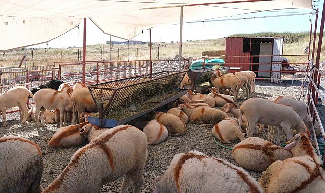 Ayvalık'ta kurban pazarı hizmete açıldı