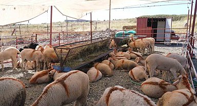 Ayvalık'ta kurban pazarı hizmete açıldı