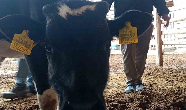 Bağışlanan buzağı ve kuzular Mert sağlığına kavuşması için desteğe dönüştü