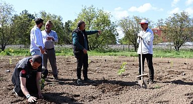 Bahçe Kültürleri Araştırma Enstitüsünden aronya çalışması