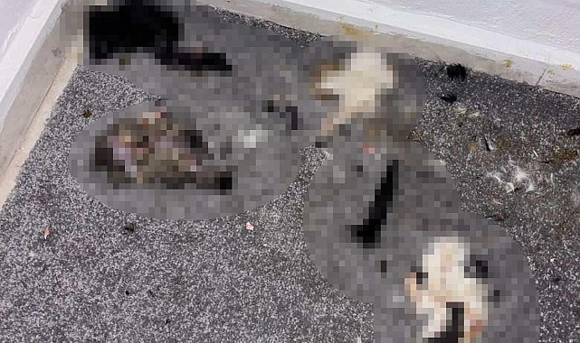 Başakşehir'de sitede kediler parçalanmış halde bulundu