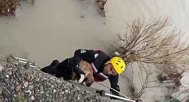 Batman Çayı'nda adacıkta mahsur kalan köpek kurtarıldı