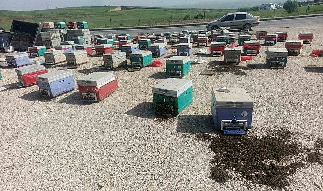 Batman'da araç arızalanınca binlerce arı telef oldu