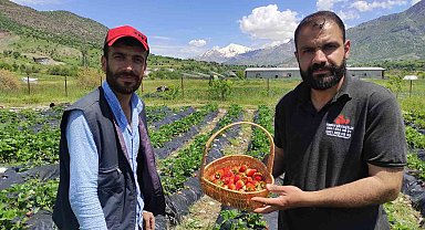 Batman'da organik Sason çileğinde yılın ilk hasadı başladı