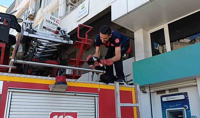 Batman'da vefakar kedi arkadaşını yalnız bırakmadı