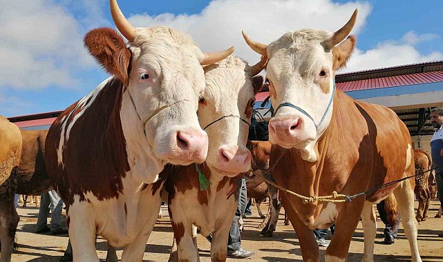 Bayburt'ta kurbanlık satışları bugün başladı