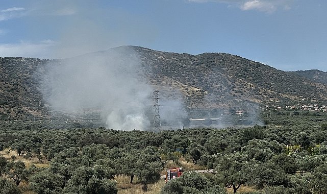 Bayındır'da zeytinlik alanda yangın