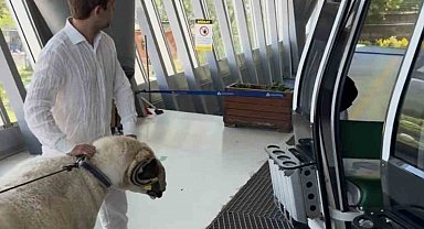 Bayramda keseceği koçla teleferik keyfi yaptı