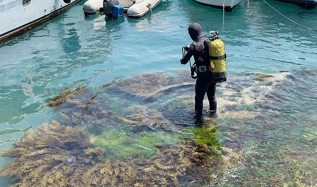Beşiktaş Arnavutköy Sahili'nde midye salyangoz toplamak için denize dalan şahıs 12 saattir aranıyor