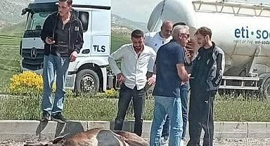 Beypazarı'nda otomobilin çarptığı geyik ağır yaralandı