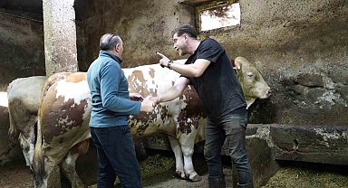 Bir ton 250 kilogramlık dev tosun 550 bin TL'ye satıldı