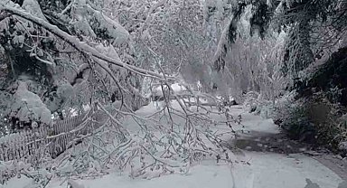 Bolu'da mayıs karı ağaç dallarını kırdı
