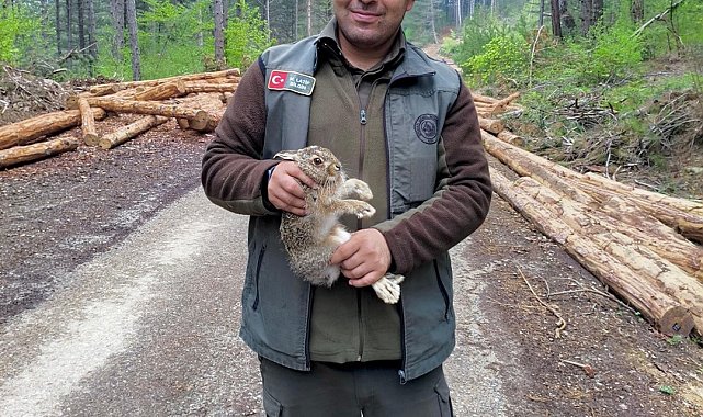 Bolu'da tomrukların arasına sıkışan yavru tavşanı ormancılar kurtardı