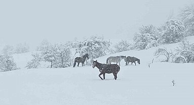 Bolu'da yılkı atları karlar altında görüntülendi
