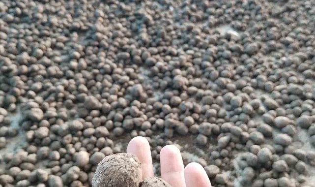 Bozdoğan'da salep hasadı kontrol altında