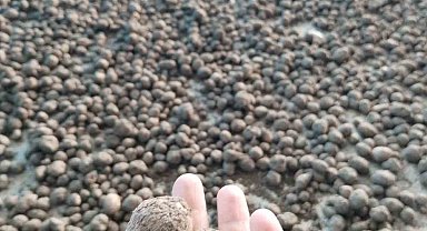 Bozdoğan'da salep hasadı kontrol altında