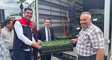 Bozdoğan'da üreticilere 14 bin domates fidesi dağıtıldı