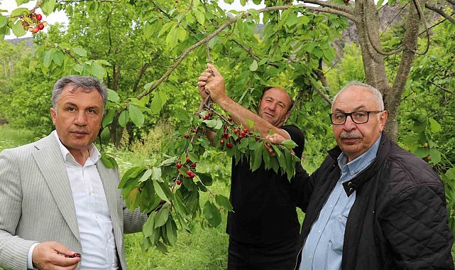 Bu kirazların ilk hasatı satılmıyor, misafirlere ikram ediliyor
