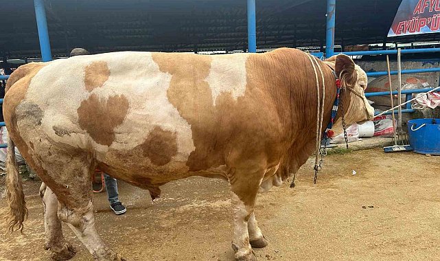 Bursa'da 1,2 tonluk şampiyon tosun istenen fiyatın 150 bin lira altına satıldı