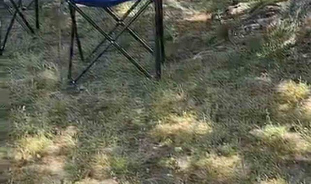 Bursa'da sarı yılan paniği