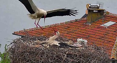 Bursa'da Yaren leyleğin yuvasında büyük sevinç...Beş yavru da görüntülendi