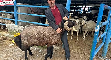 Bursa'daki kurbanlık pazarında hareketlilik