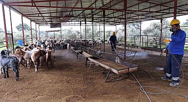 Büyükşehir'den ahırlarda karasineğe karşı mücadele