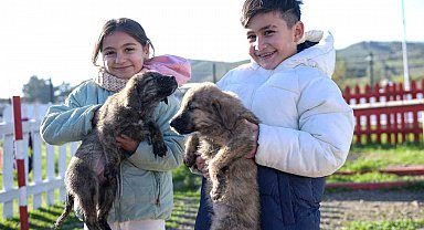 Büyükşehir'den Dikili'ye tam teşekküllü sokak hayvanları kampüsü